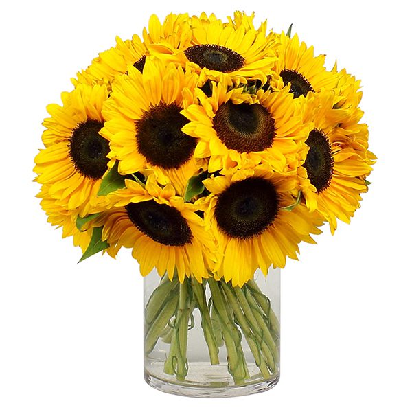 12 Sunflower in Vase Send sunflower bouquet to Bangalore Order Now