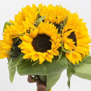 10 Stems Of Sunflower Bunch