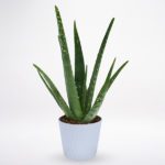 Aloe Vera JuneFlowers.com