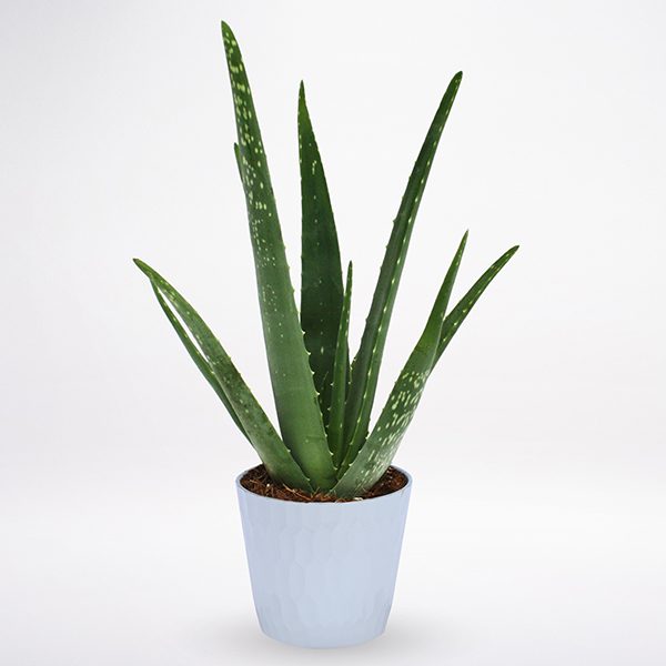 Aloe Vera Gift plant for all occasion
