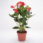 Anthurium Red Plant JuneFlowers.com