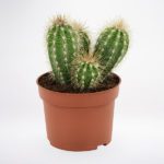 Cactus Plant JuneFlowers.com