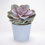 Echeveria Plant JuneFlowers.com