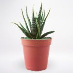 Haworthia Plant JuneFlowers.com