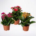 Kalanchoe Plant JuneFlowers.com