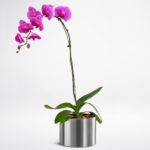 Phalaenopsis Orchid Purple JuneFlowers.com