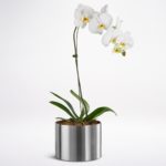 Phalaenopsis Orchid White JuneFlowers.com