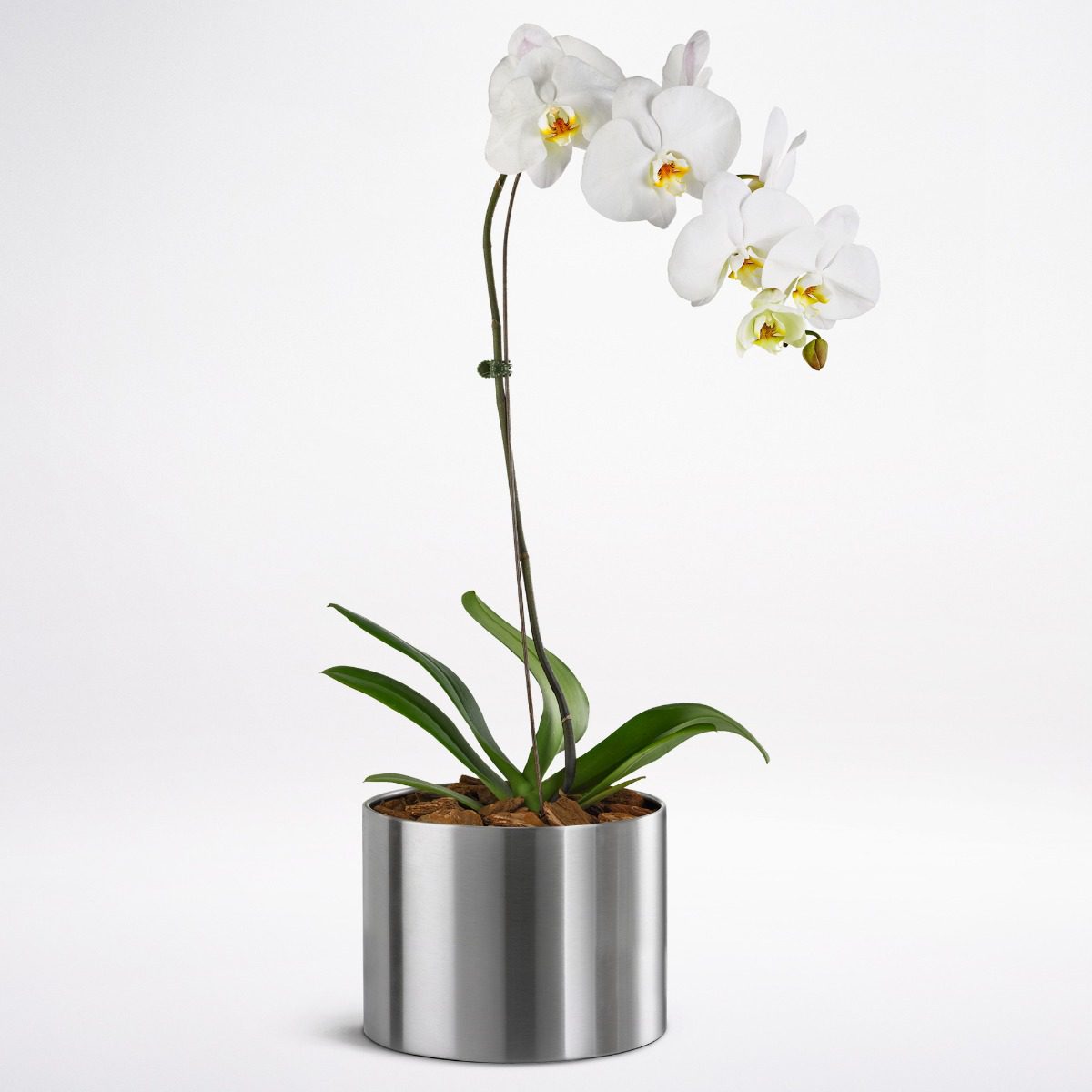 Buy Phalaenopsis Orchid Indoor plants online Bangalore JuneFlowers