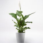Spathiphyllum JuneFlowers.com