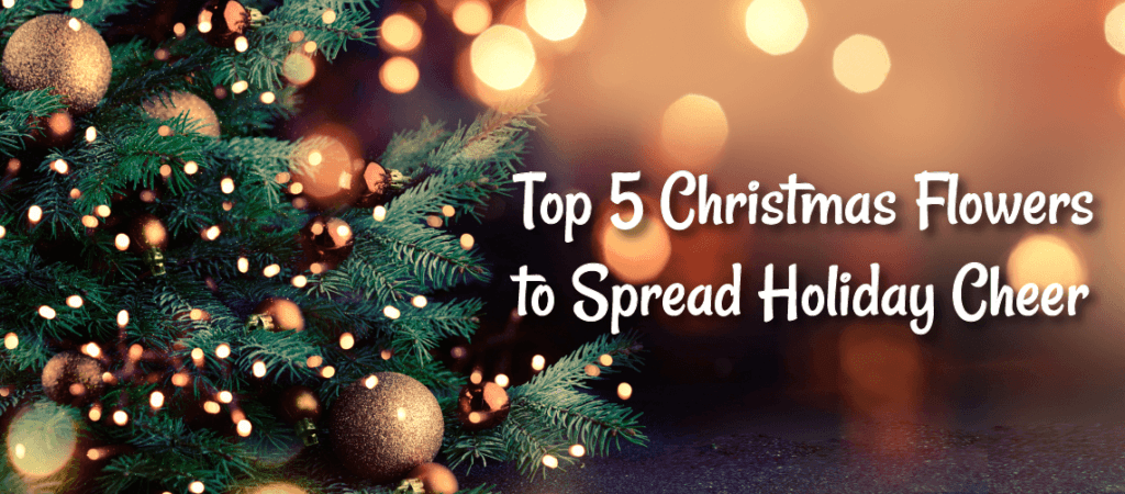 Top 5 Christmas Flowers to Spread Holiday Cheer