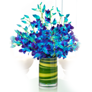 Captivating Blue Orchids | Juneflowers.com