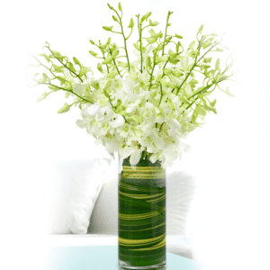 Captivating White Orchids | Juneflowers.com