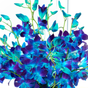 Captivating Blue Orchids | Juneflowers.com