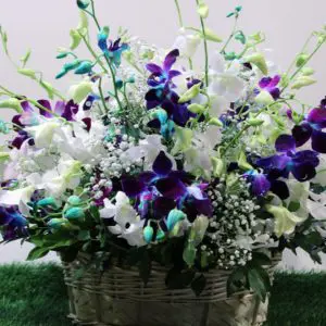 Stunning Orchid | Juneflowers.com