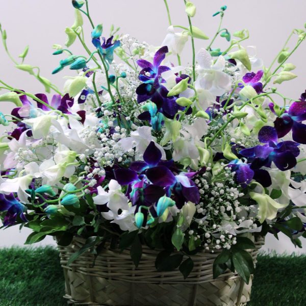 Stunning Orchid | Juneflowers.com