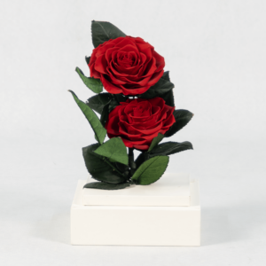 Ruby Radiance - Preserved Rose : Explore Preserved Roses in Bangalore | Order Now at June Flowers